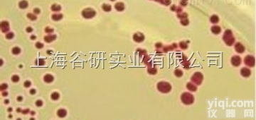 <em>电泳</em>级 <em>SYBR</em> Green I50μL规格