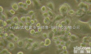 人肾透明细胞腺<em>癌细胞</em>；786-O [786-0]<em>图片</em>