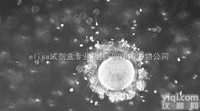 小鼠<em>黑色素瘤</em>瘤株；B16<em>价格</em>