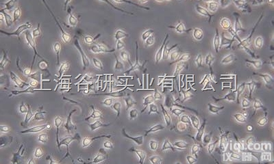 <em>BALB</em>/c 小鼠胚胎细胞；<em>BALB</em>/c <em>3T3</em> clone A31规格