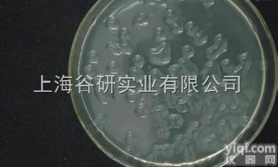 <em>纳塔尔</em>链<em>霉菌</em>培养