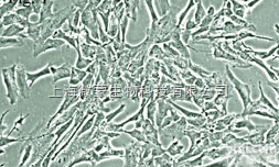 PBEF (<em>CT</em>)??内脂素/B细胞克隆<em>增强</em>因子