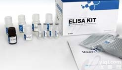 人激活素A(ACVA)<em>酶联免疫</em><em>吸附</em><em>测定</em><em>试剂盒</em>