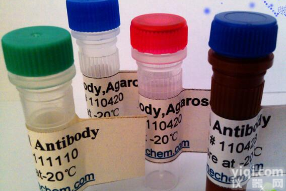 Flg标签抗体     Flg (<em>DYKDDDDK</em>) <em>Antibody</em>
