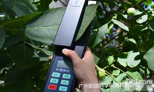 LAM-A活体<em>叶面积</em>仪、<em>石家庄</em>泛胜LAM-A<em>叶面积</em><em>测定仪</em>、<em>叶面积</em>分析仪