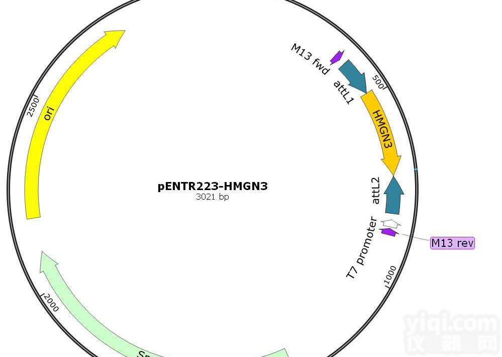 P0644/<em>pGEX</em>-6p-1-tankyrase人源基因质粒