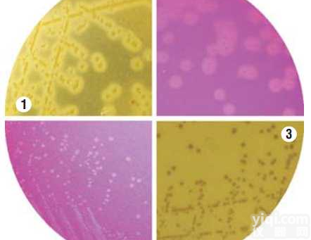 单增<em>李斯特</em>氏菌验证<em>培养基</em>