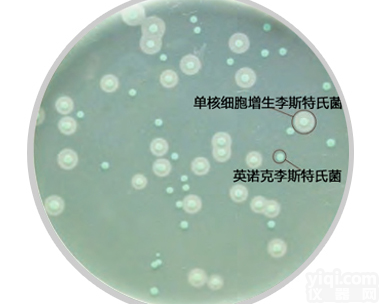 <em>单增李斯特氏菌显色培养基</em>（国标 ALOA法）