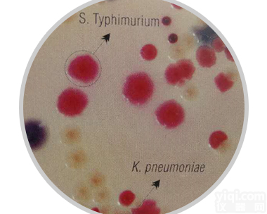 改良沙门氏菌<em>RajHans</em>显色培养基