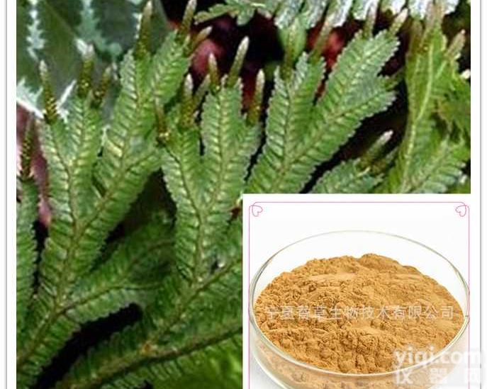 石上柏<em>提取物</em> 30：1提取液 <em>速溶</em>粉 浸膏粉  规格可定制 现货