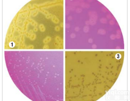 MV1552单增<em>李斯特</em>氏菌验证<em>培养基</em>