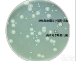 <em>单增</em><em>李斯特</em>氏菌显色<em>培养基</em>（国标 ALOA法）