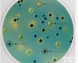 <em>沙门氏菌鉴别培养基（改良型）</em>