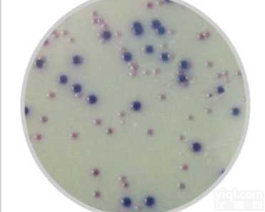 <em>大肠</em><em>杆菌</em>和<em>大肠</em>菌群显色培养基（CCA法，ISO标准）