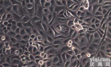 <em>A431人表皮癌细胞</em>