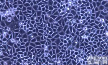 人巨<em>细胞</em>性<em>肺癌</em><em>细胞</em>801-D(STR<em>鉴定</em>）