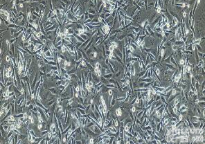 <em>甲状腺</em>乳头状<em>癌细胞</em>株