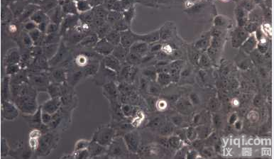 小鼠成<em>纤维</em><em>细胞</em>成<em>纤维</em><em>细胞</em>L929