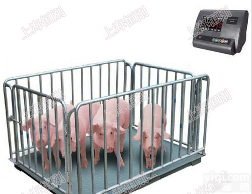 <em>上海</em>猪羊防腐<em>畜牧</em>秤，带大屏打印电子<em>畜牧</em>称