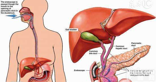 <em>小鼠</em>肝<em>微粒</em>体