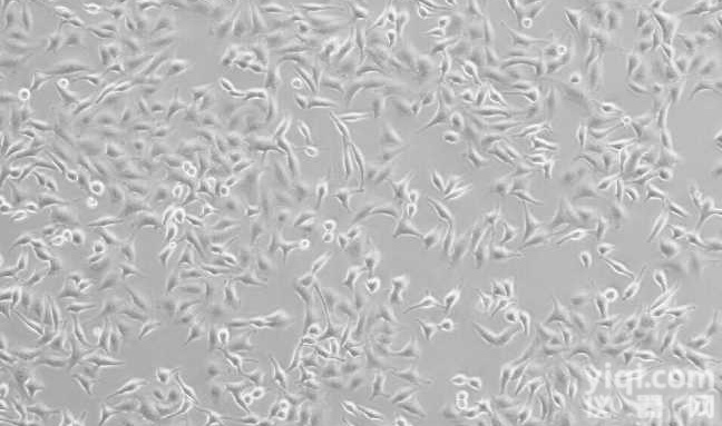 HCT-15/Taxol人结<em>直肠癌</em><em>紫杉醇</em><em>耐药</em>株