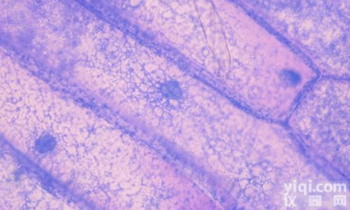 <em>小鼠</em><em>肾小管</em>上皮细胞培养<em>试剂盒</em>说明书