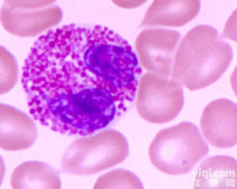 小鼠<em>结肠</em><em>平滑肌</em><em>细胞培养</em><em>试剂盒</em>使用步骤