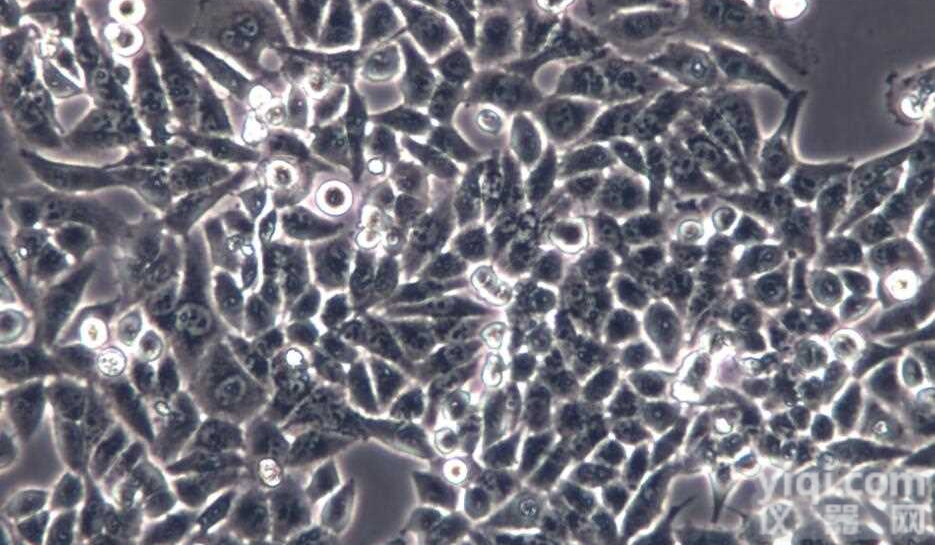 HUV-EC-C[<em>HUVEC</em>]人脐静脉血管内皮<em>细胞</em>2018年ATCC新引进