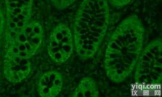 Rabbit Anti-human IgG/Streptavidin链霉<em>亲和</em>素<em>标记</em>兔抗人IgG