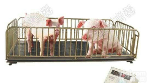 打印<em>称重</em>高精度<em>畜牧</em>秤，智能围栏打印动物称