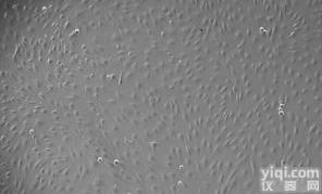 大鼠<em>冠状</em><em>微血管</em><em>内皮</em>细胞