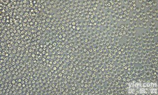 CCD-18Co <em>正常人</em><em>结肠</em>组织<em>细胞</em>