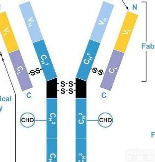 JosD1多克隆<em>抗体</em>（含<em>蛋白质</em>1的Josephin结构域）