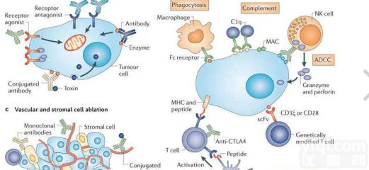 anti-human apoB mAb LDL 11，FITC
