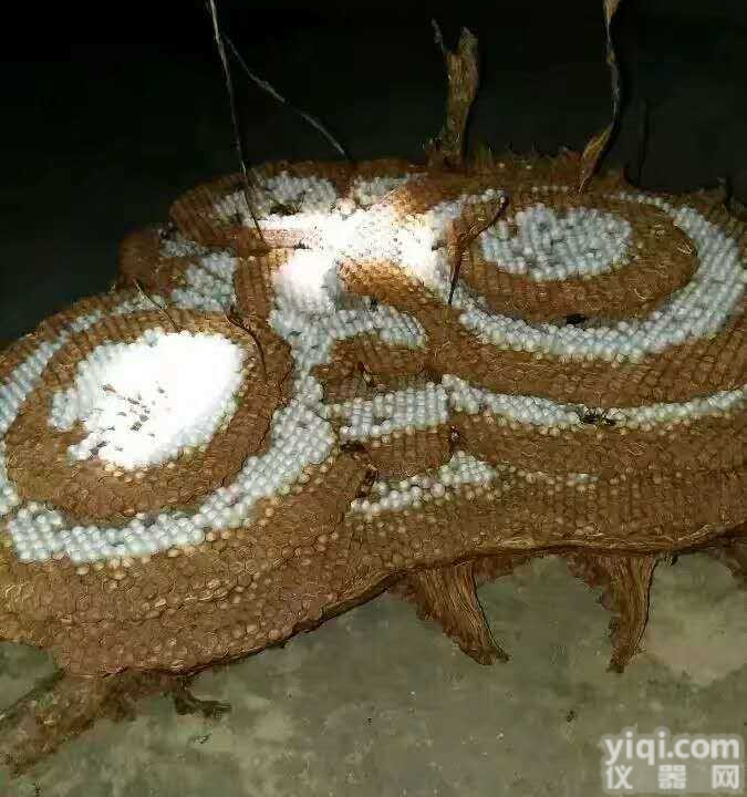 选蜂蛹，就来<em>云南</em>林城生物这里，有你所需的<em>蜂毒</em>