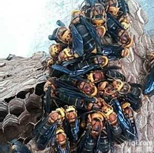 2017蜂群出售加盟，正宗种蜂群加盟，加盟<em>费用低</em>