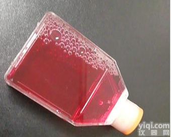 B16F10-GFP<em>小鼠</em><em>黑色素瘤</em>高转移<em>细胞</em>-绿色标记