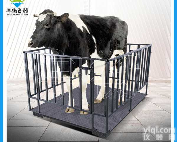 称牛用1吨畜牧<em>电子秤</em>，1.2*1.5米<em>围栏</em><em>电子秤</em>