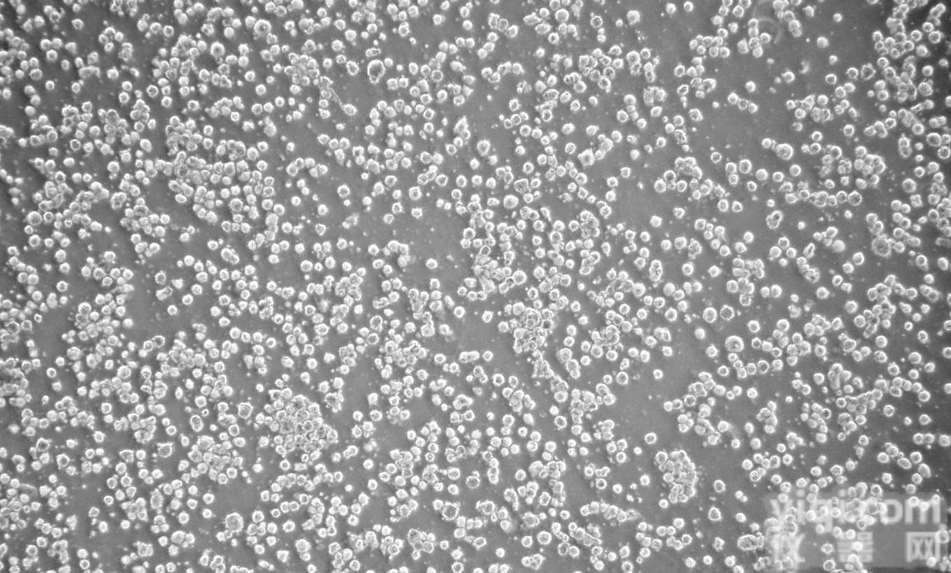 <em>细胞</em>毒性检测<em>细胞</em>活力检测方法原理技术服务实验<em>外包</em>