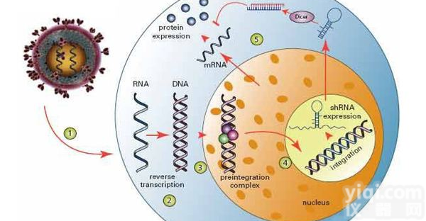 慢<em>病毒</em>包装<em>技术服务</em>,慢<em>病毒</em>包装服务价格低