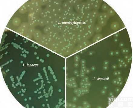 单增<em>李斯特</em>菌显色鉴别<em>琼脂</em>