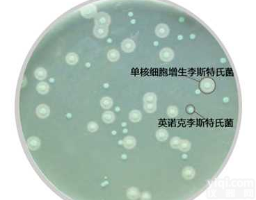 <em>单增</em><em>李斯特</em>氏菌显色<em>培养基</em>