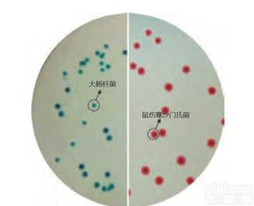 M1466<em>沙门氏菌</em><em>显色</em><em>培养基</em>(鉴别增强型)