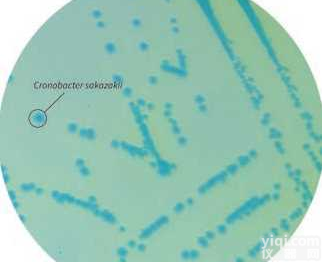 <em>阪崎肠杆菌显色培养基（改良型）</em>