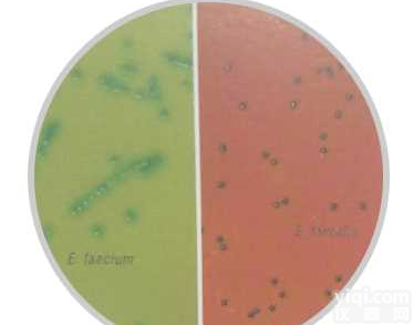 <em>显色</em><em>培养基</em>屎肠<em>球菌</em>