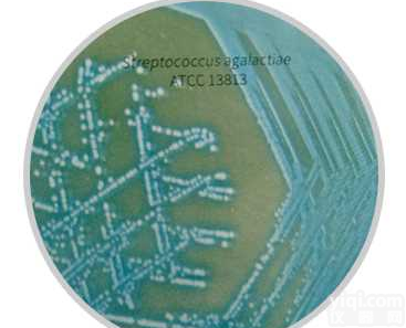 <em>显色</em><em>培养基</em>B族<em>链球菌</em>