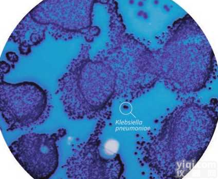 显色培养基水中<em>大肠</em><em>杆菌</em>和<em>大肠</em>菌群基础显色肉汤