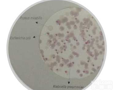 <em>显色</em><em>培养基</em>M-TEC<em>显色</em>琼脂（膜过滤法）