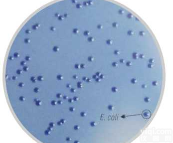 显色<em>培养基</em>大肠菌群<em>鉴别</em>显色<em>琼脂</em>（膜过滤法）