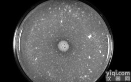 <em>筑波</em>链<em>霉菌</em>多少钱